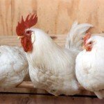 Three chickens resting in a chicken coop
