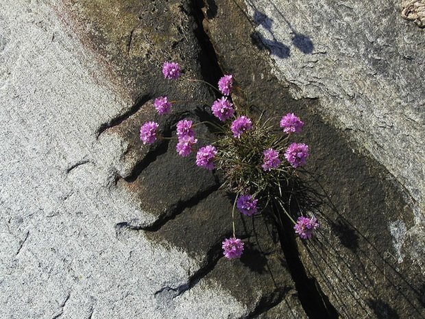Purple flowers grow within crevice of a sidewalk