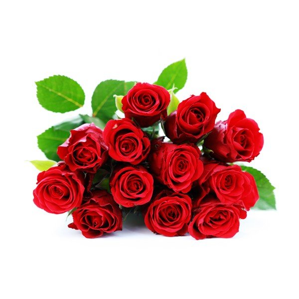 A dozen red roses on a white background