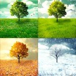 Four panels display a tree going through the four seasons