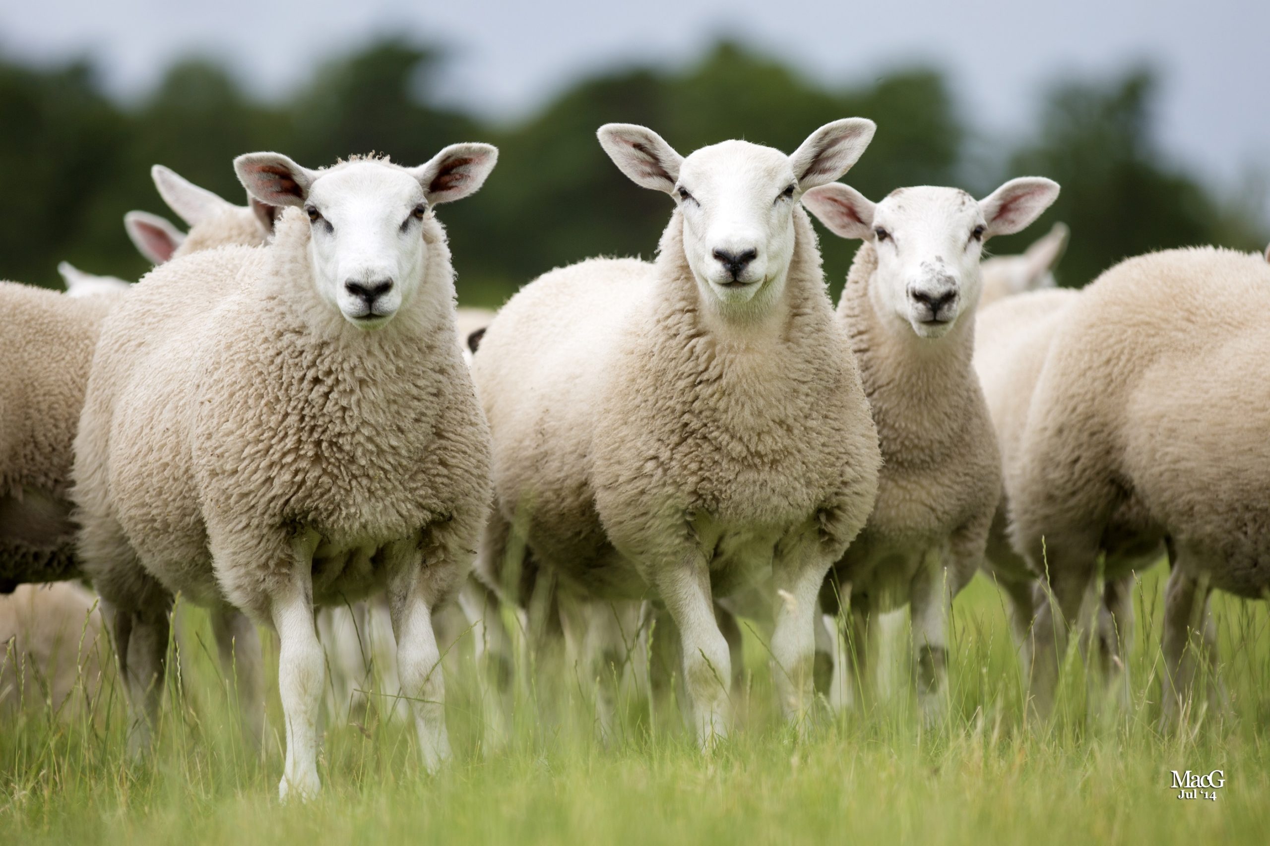 New-research-examines-ways-to-breed-and-feed-sheep-with-reduced-environmental-impact-scaled.jpg